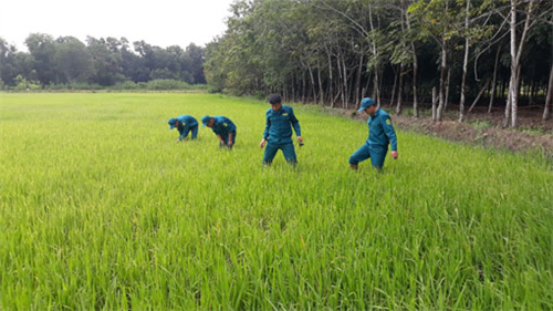 LLVT Thị xã Bến Cát (Bình Dương): Đẩy mạnh tăng gia, nâng cao đời sống bộ đội