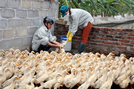 Thêm một tỉnh xuất hiện cúm gia cầm