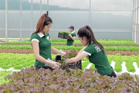 Lâm Đồng và TPHCM hợp tác sản xuất, tiêu thụ nông sản an toàn
